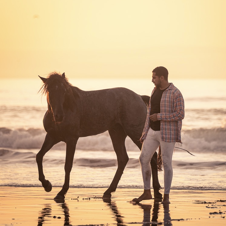 Freiheitsdressur mit Pferd als Ausdruck von Vertrauen und feiner Kommunikation