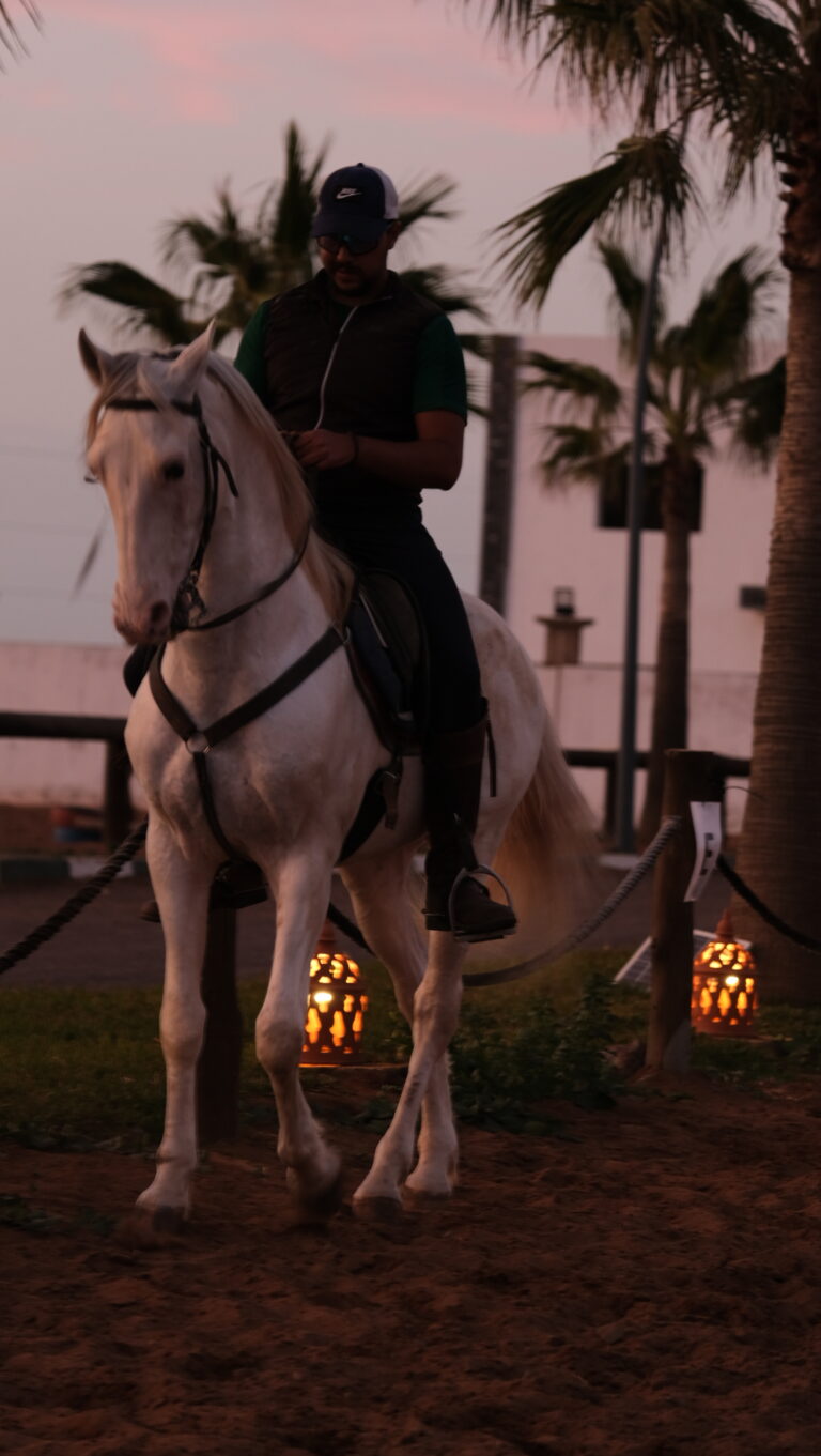 Pferdetrainer arbeitet mit Berberpferd nach klassischer Reitkunst