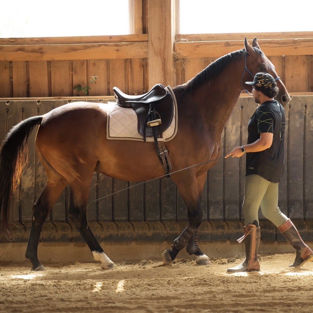 Bodenarbeit mit Pferd fuer klare Kommunikation und pferdegerechte Ausbildung