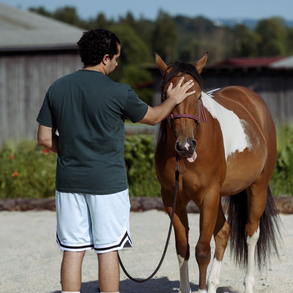 Jungpferdetraining mit ruhiger Bodenarbeit und klarer Struktur
